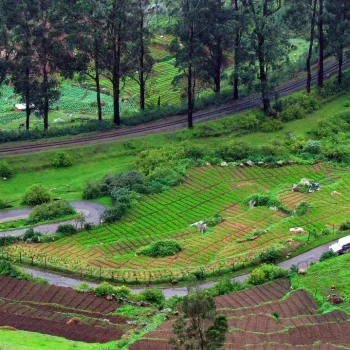 ooty-2298522_1280